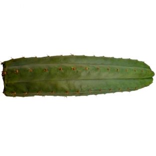 San Pedro 25-30 cm - Trichocereus Pachanoi